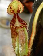 Nepenthes ephippiata 2